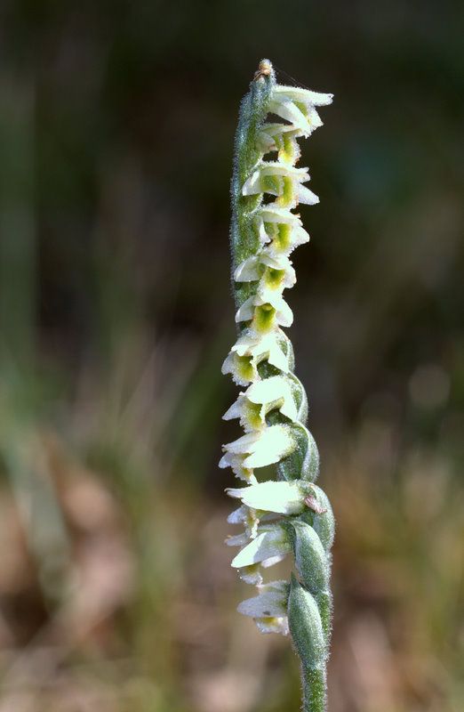 spiranthes spiralis