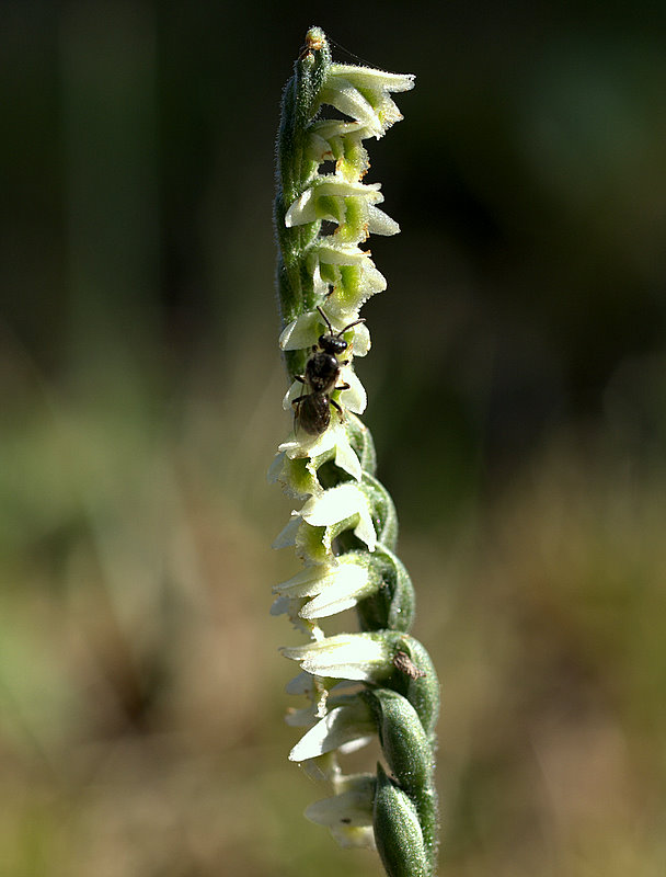 spiranthes spiralis