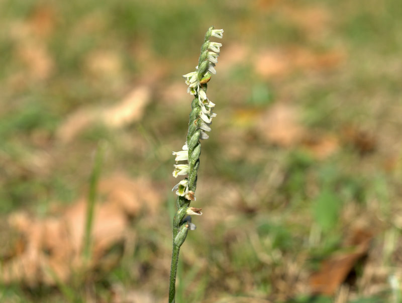 spiranthes spiralis