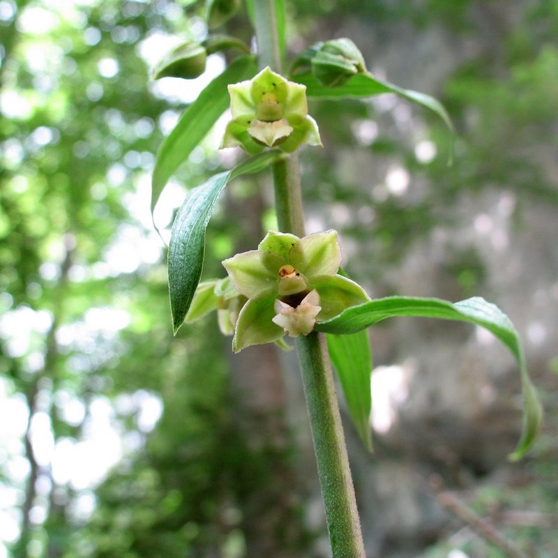 Orchidee val Brenta