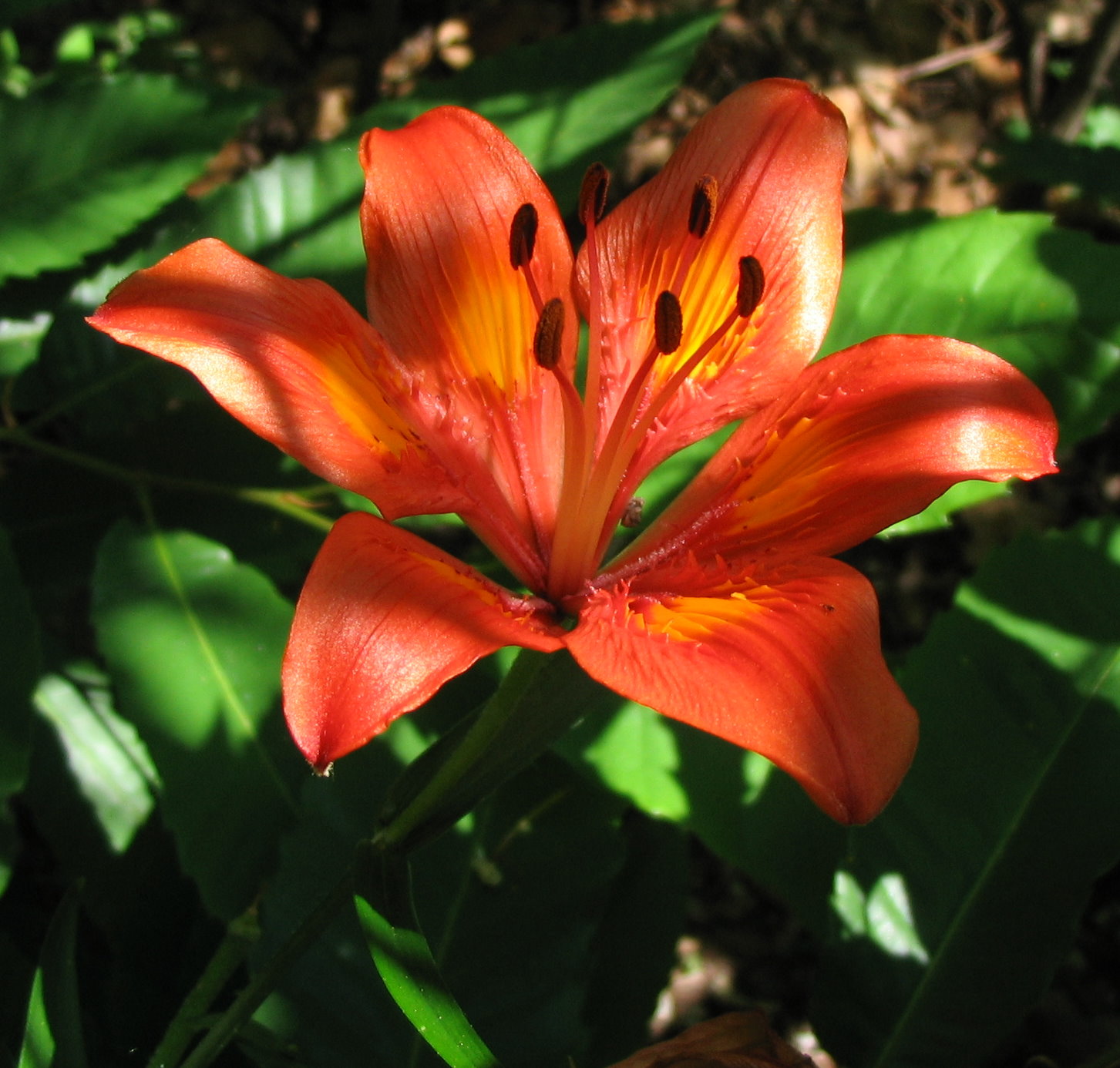 Lilium bulbiferum s.l.