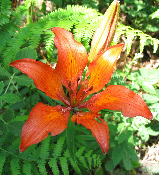 Lilium bulbiferum s.l.