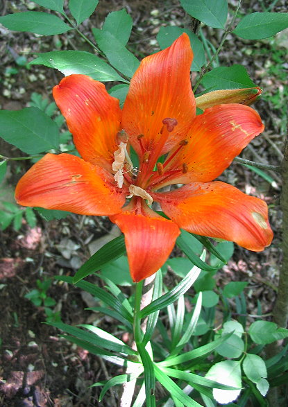 Lilium bulbiferum s.l.