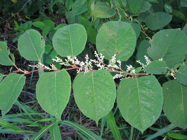 Fallopia (= Reynoutria) japonica