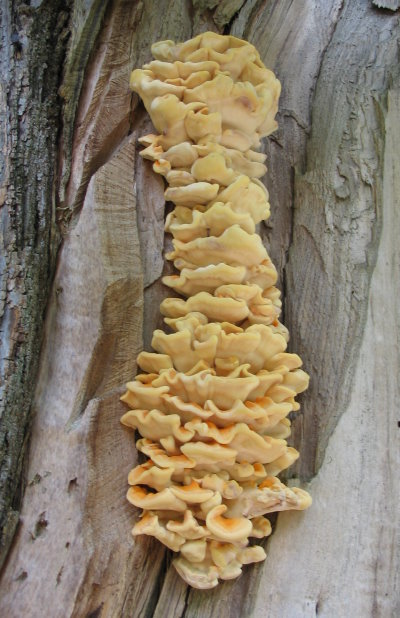 fungo euganeo 16 (Laetiporus sulphureus)