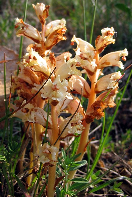 nuovo tentativo per Orobanche