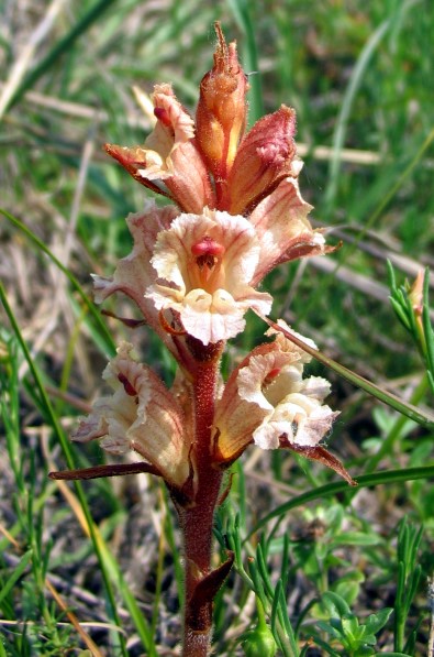 nuovo tentativo per Orobanche