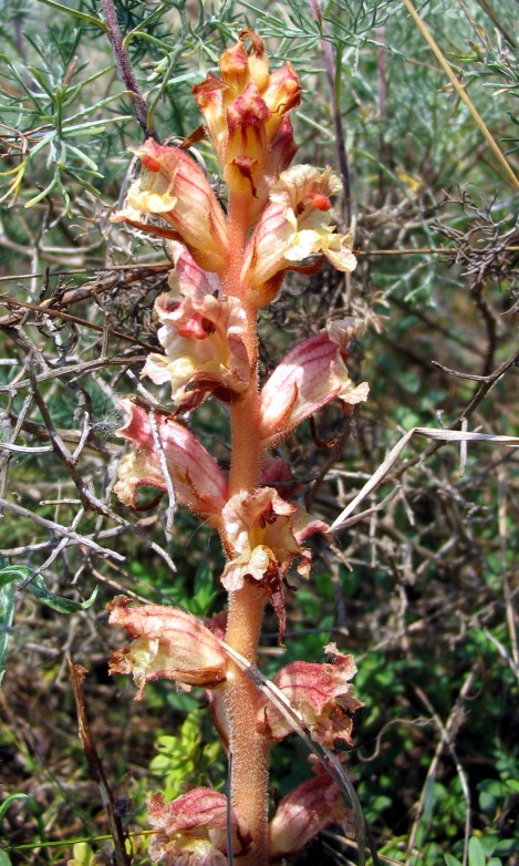 nuovo tentativo per Orobanche