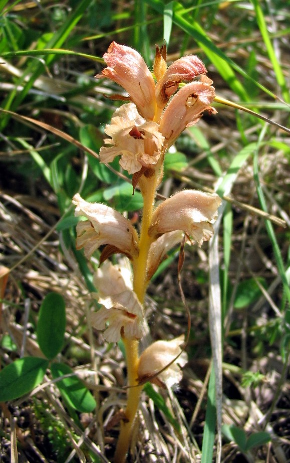 nuovo tentativo per Orobanche