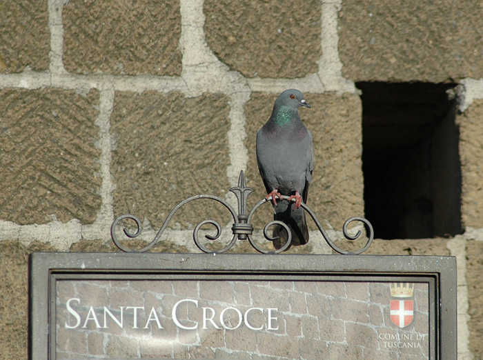 Avifauna humor