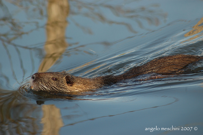 Emozione Nutria