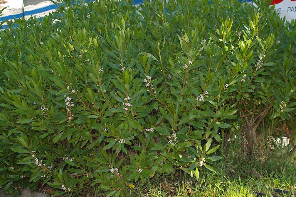 Myoporum laetum (pianta coltivata)