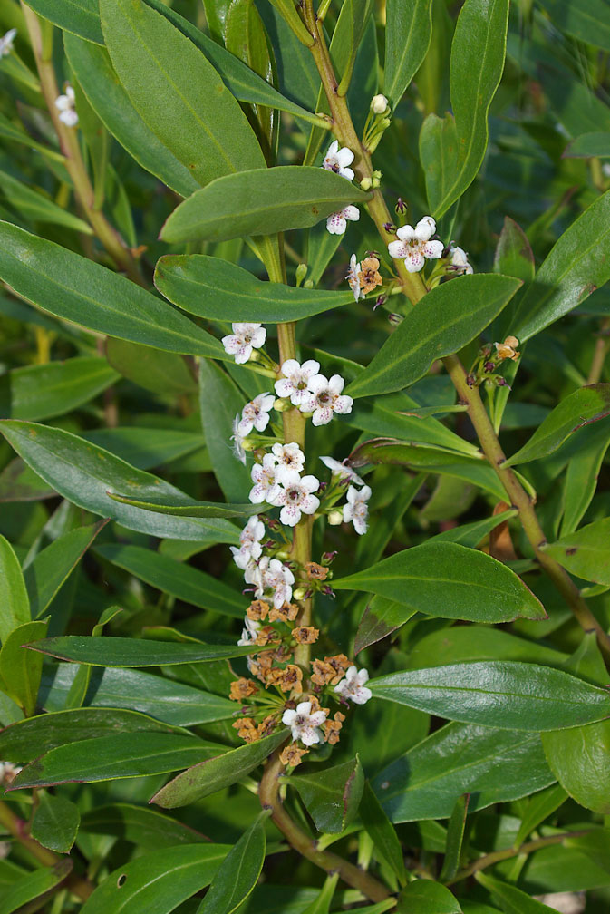 Myoporum laetum (pianta coltivata)