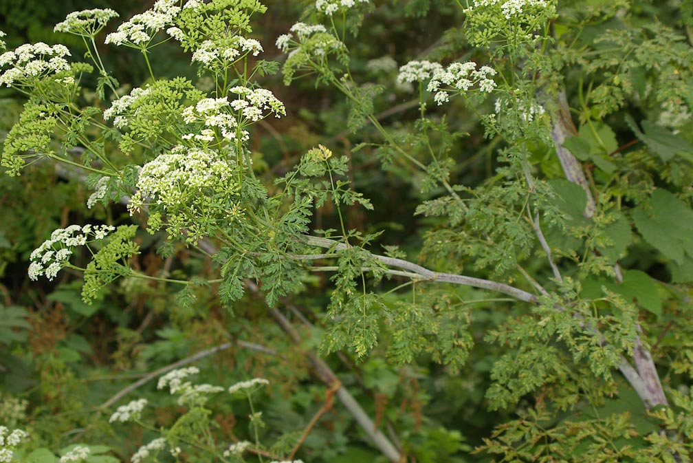 Conium maculatum / Cicuta maggiore