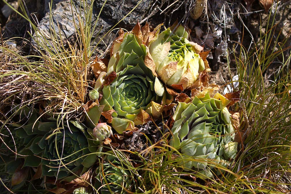 Sempervivum tectorum / Semprevivo dei tetti