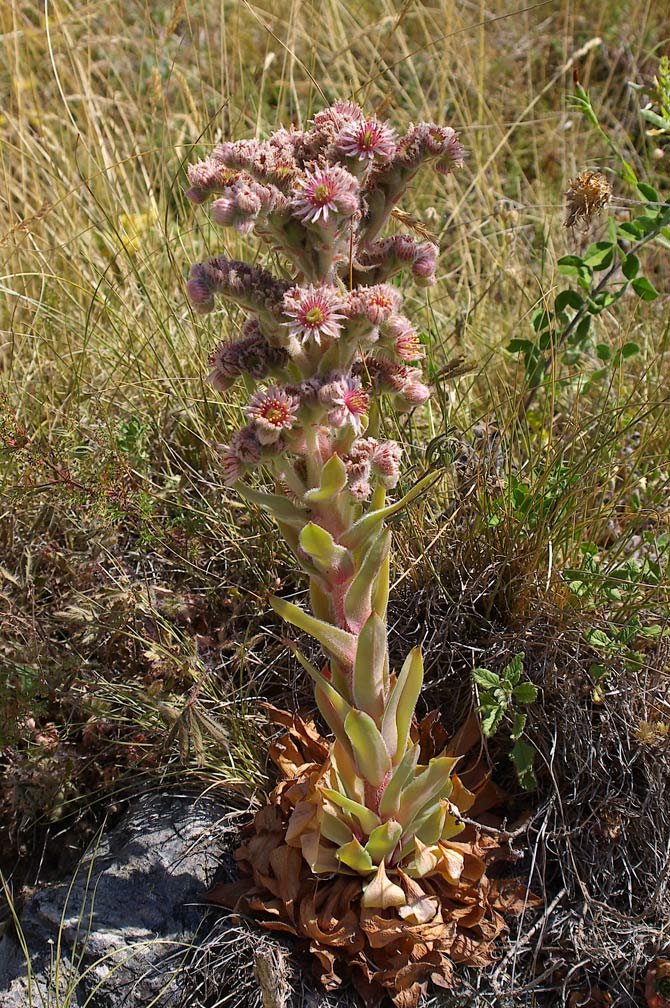 Sempervivum tectorum / Semprevivo dei tetti