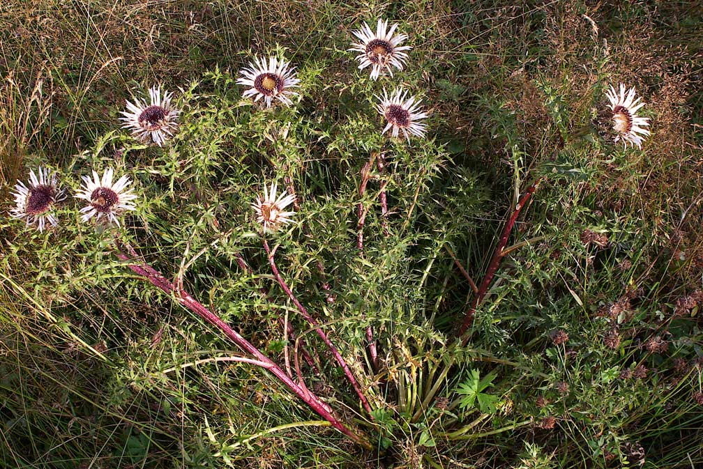 Carlina acaulis subsp. caulescens / Carlina Bianca