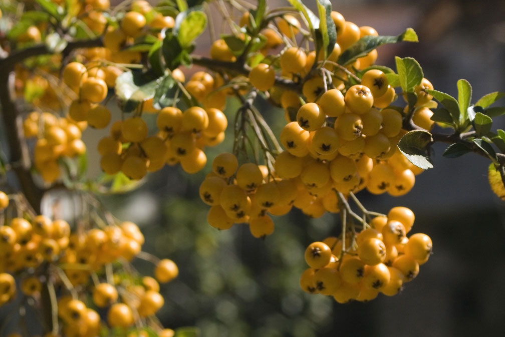 Pyracantha coccinea