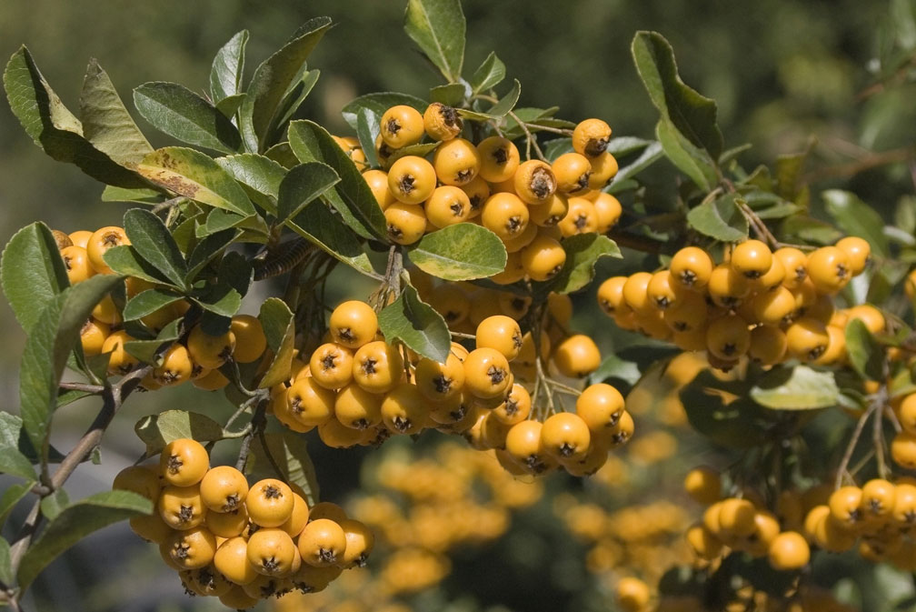 Pyracantha coccinea