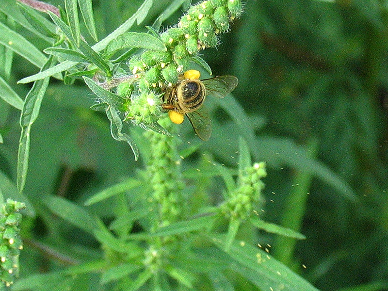 Ape operaia su Ambrosia artemisiifolia L.