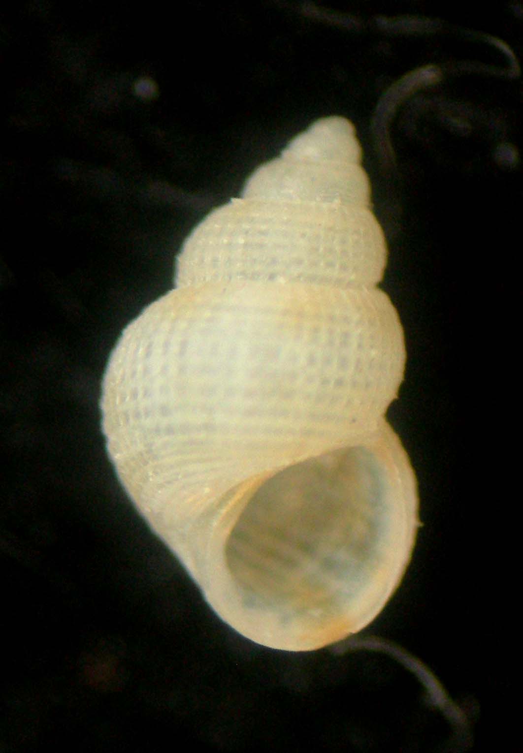 Alvania punctura