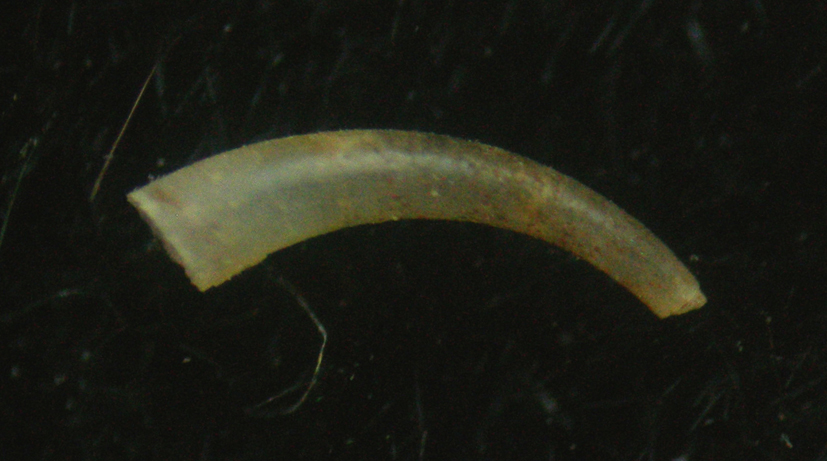 caecum clarkei