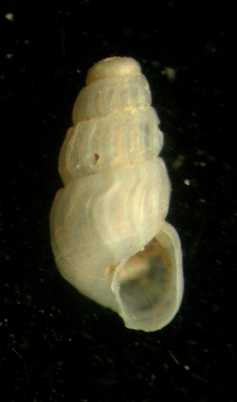 Chrysallida flexuosa