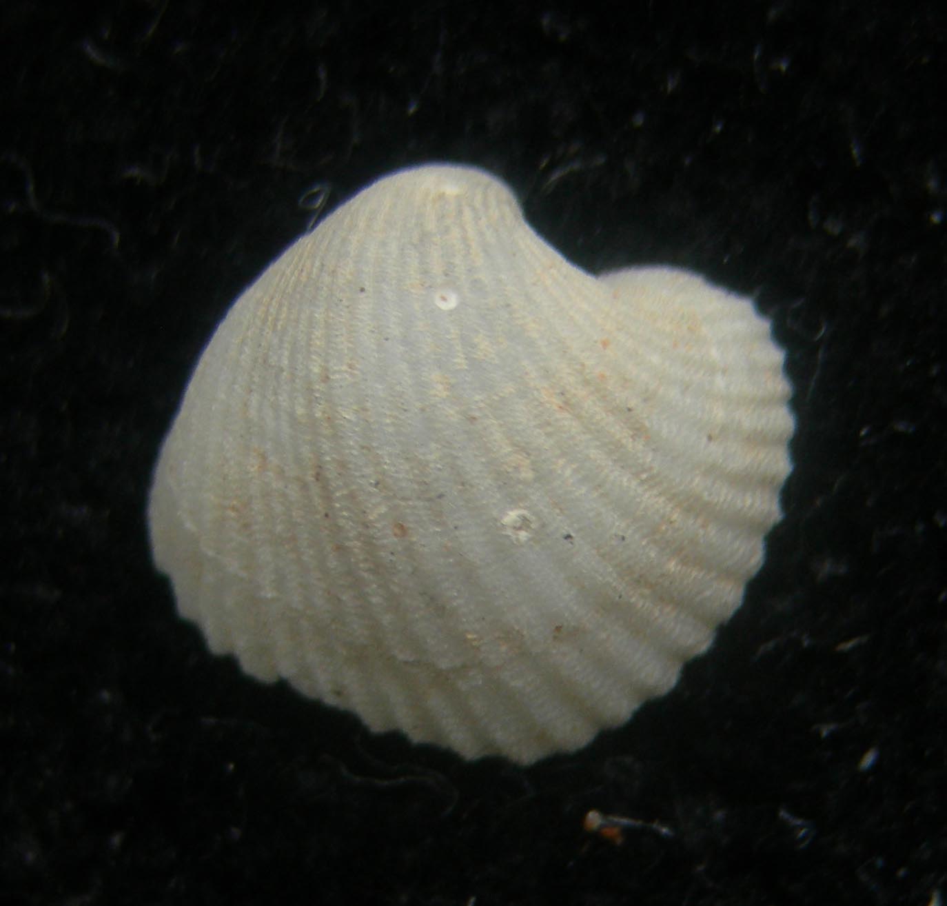 haliris berenicensis