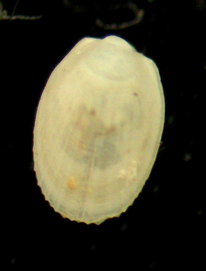 Limatula subauriculata