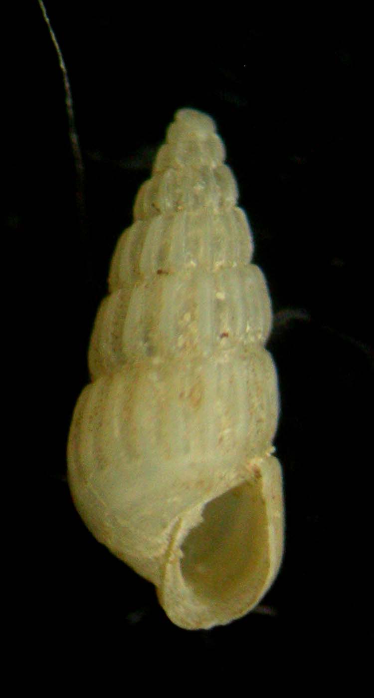 Chrysallida intermixta