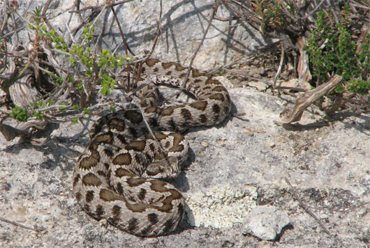 Vipera aspis - Provincia di Roma