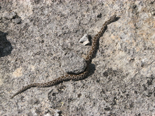 Vipera aspis - Provincia di Roma