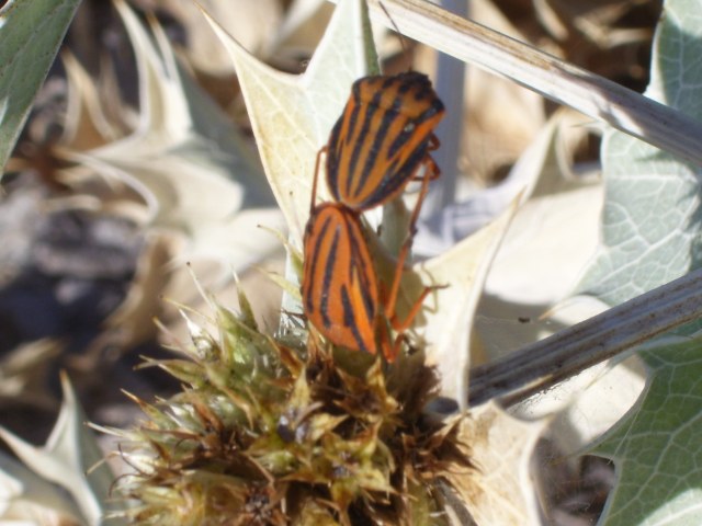 Graphosoma semipunctatum