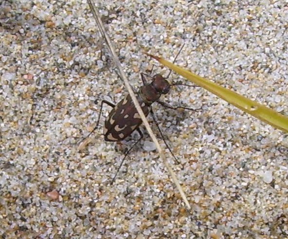 cicindela  di  Sardegna - Lophyra flexuosa sardea