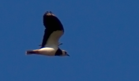 Uccello sconosciuto Liguria