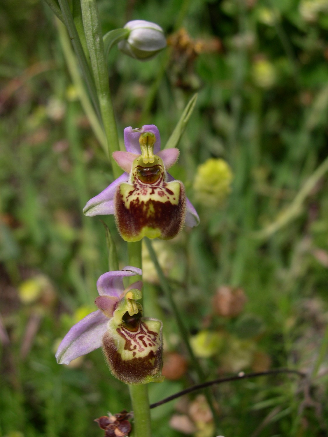 Ophrys fuciflora