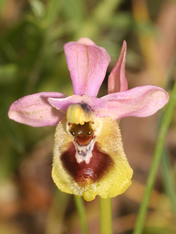 Qualcosa di bello: le mia prima Ophrys tenthredinifera