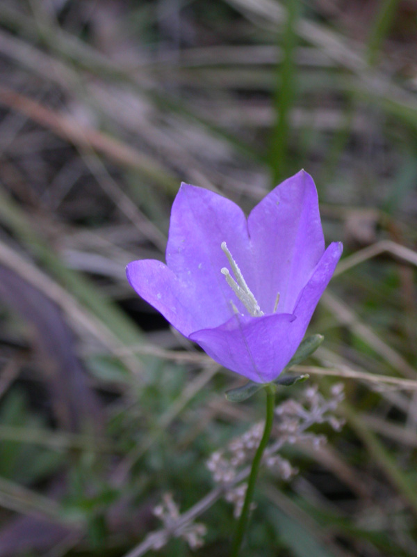 Campanula persicifolia