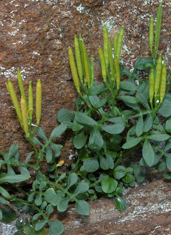 Cardamine resedifolia /  Billeri pennato