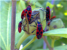 Pyrrhocoris apterus