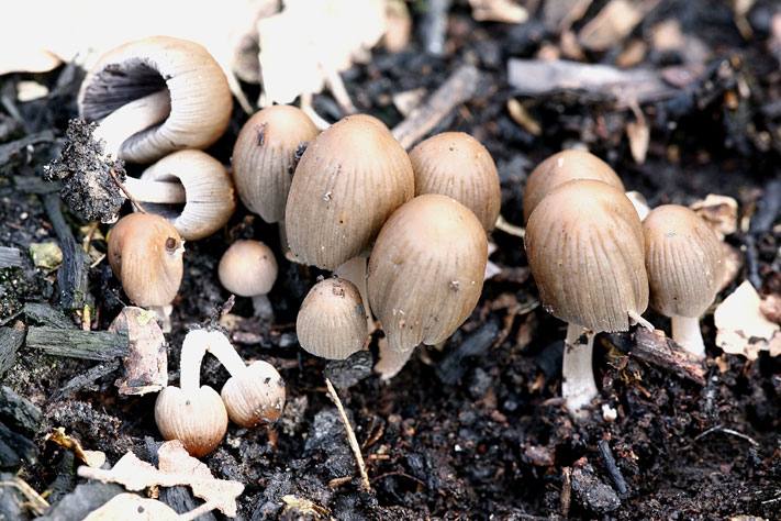 Coprinus da determinare (Coprinellus angulatus)