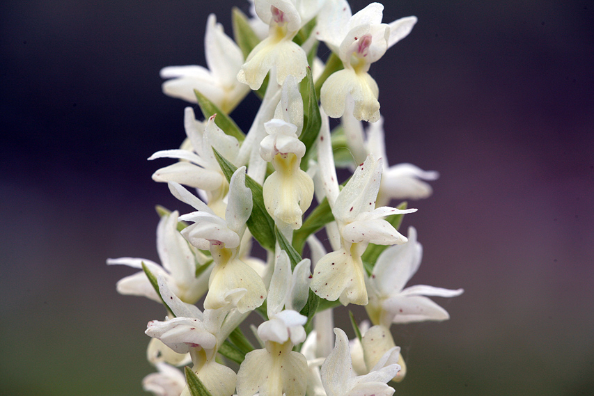 Dactylorhiza romana / Orchide romana