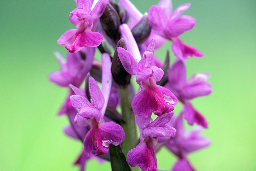 Dactylorhiza romana / Orchide romana