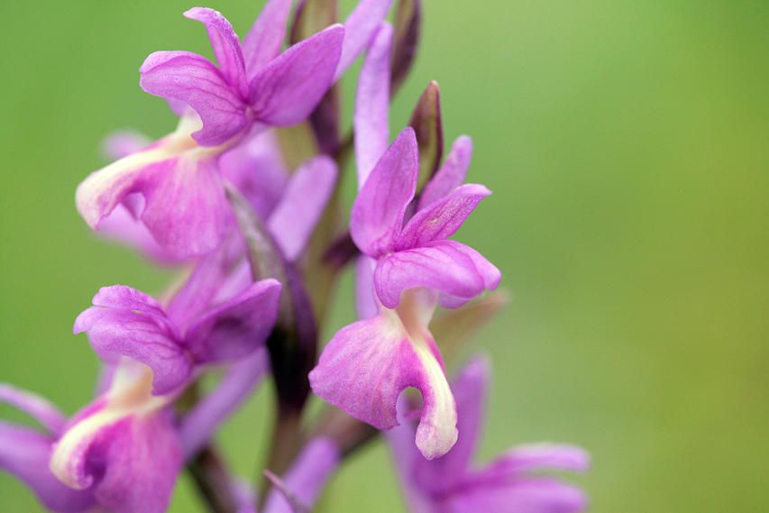 Dactylorhiza romana / Orchide romana