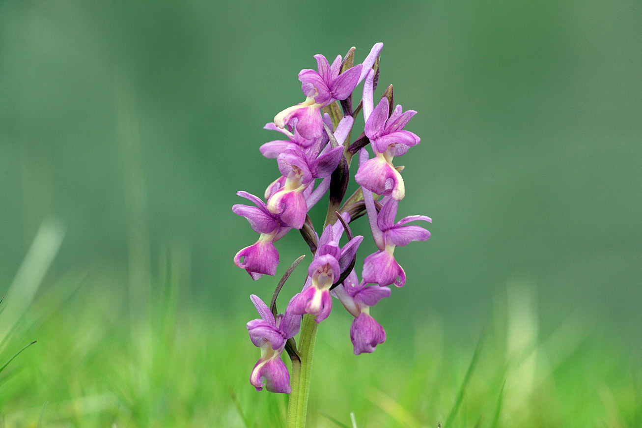 Dactylorhiza romana / Orchide romana