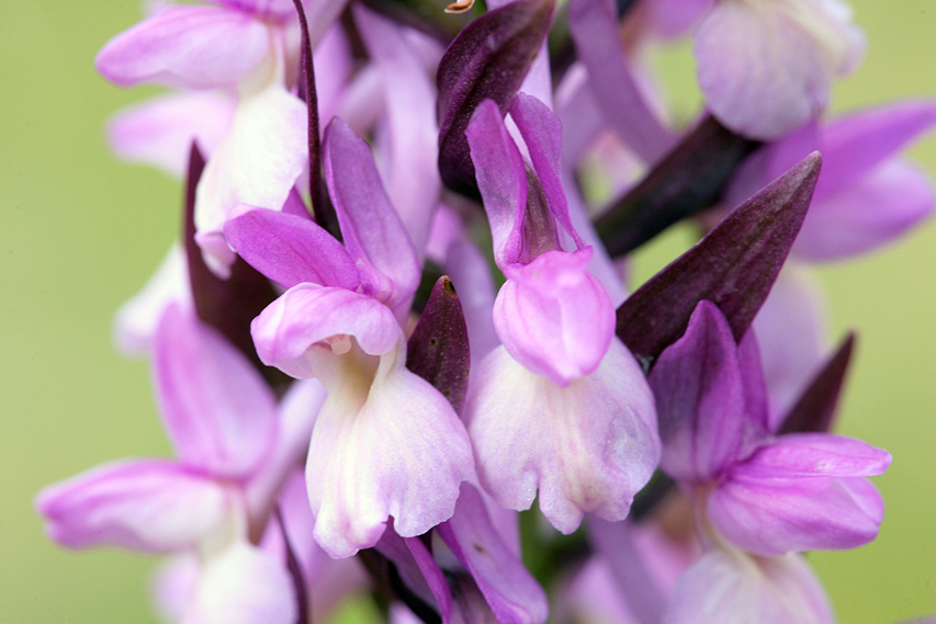 Dactylorhiza romana / Orchide romana