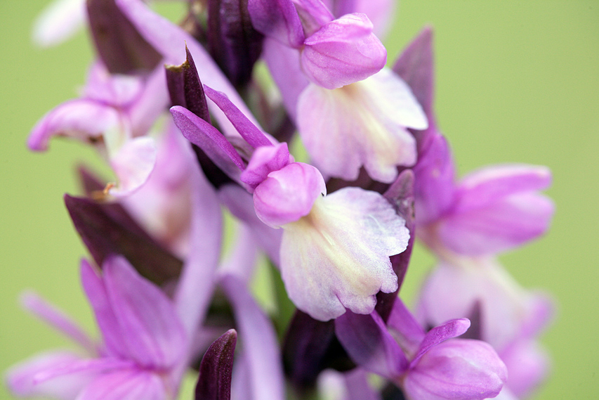 Dactylorhiza romana / Orchide romana