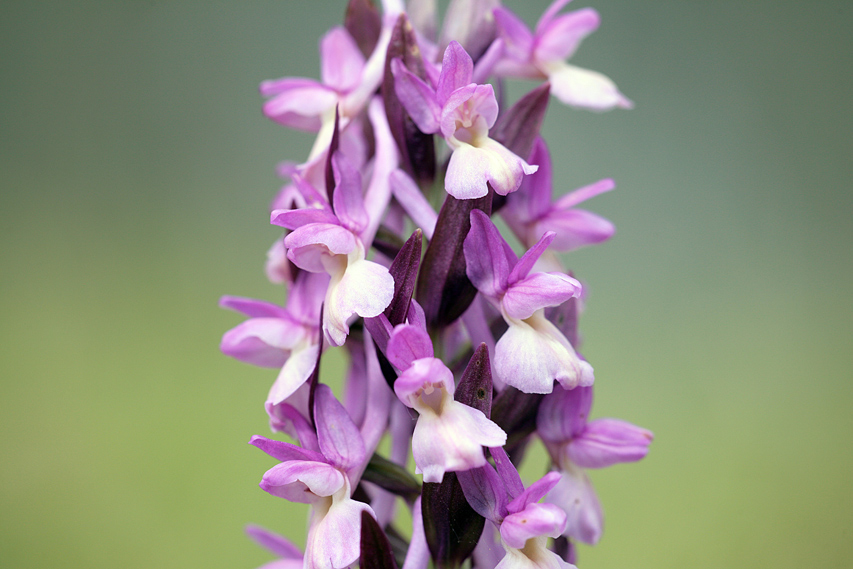 Dactylorhiza romana / Orchide romana