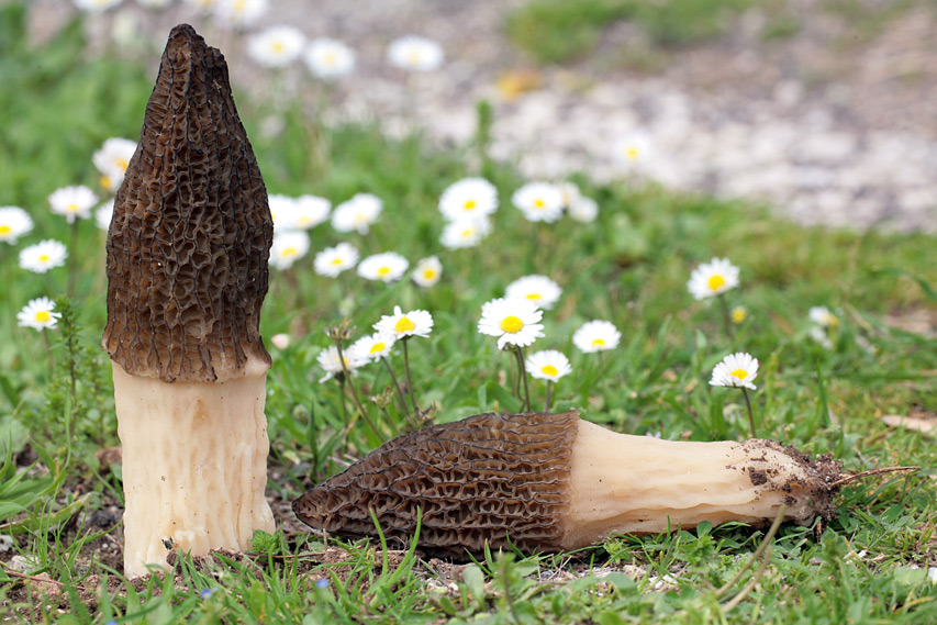 Morchella elata