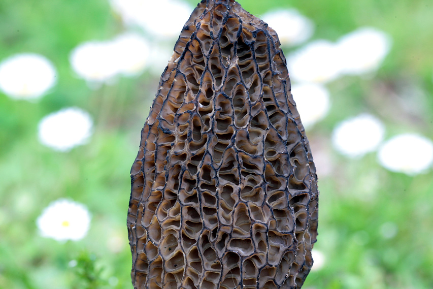 Morchella elata